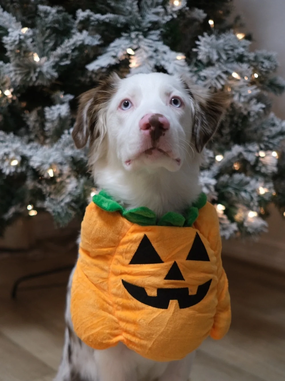 Dog’s Orange Pumpkin Costume Tunic with Green Leaf Accent